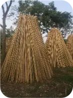 Cán cờ chuối bằng tre